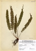 藏品(韓氏耳蕨)的圖片